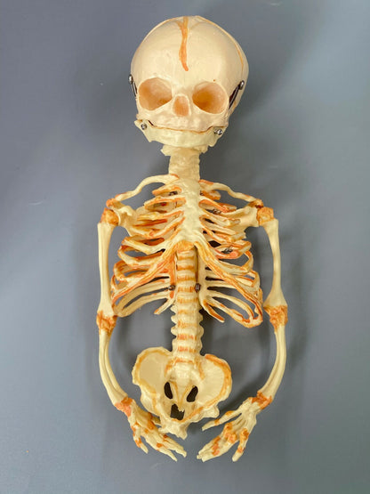 13.7" Baby Skeleton Model Fetal Model Human Body Teaching Newborn Baby Skull