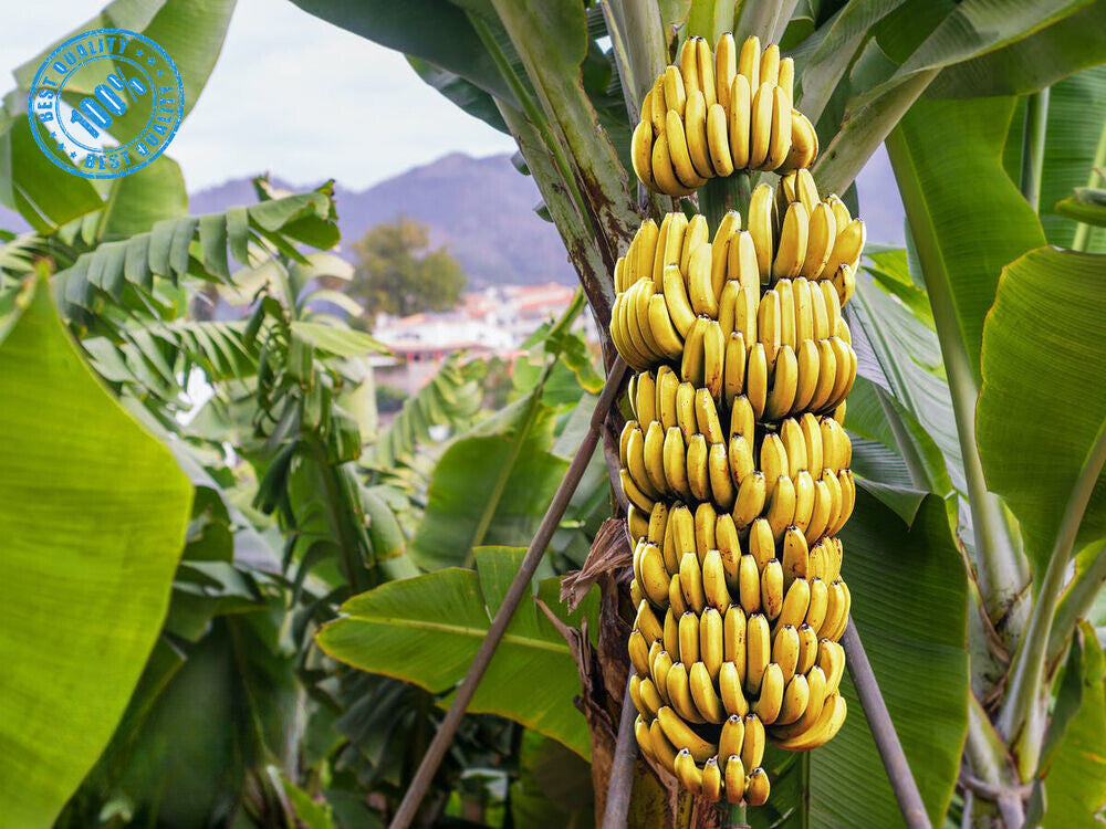 Dried mature banana(musa) fruit chips/coin Slices pure natural organic quality