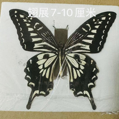 10pcs Citrus Swallowtail Butterfly Specimens 7-10cm Wingspan