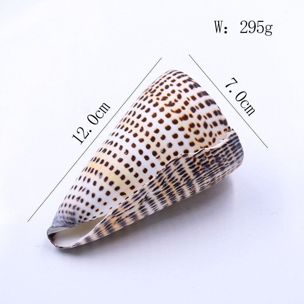4.7" Natural Beach Sea Shell Seashell Specimen Black Corn Conch Home Ornaments