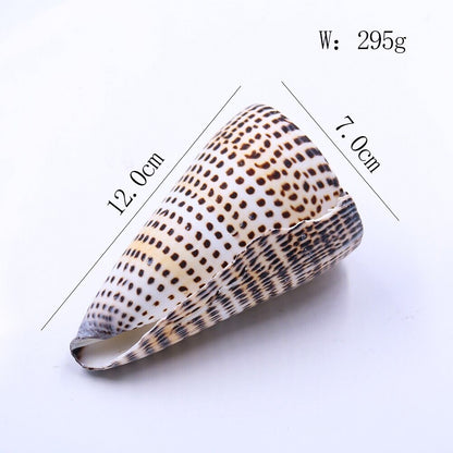 4.7" Natural Beach Sea Shell Seashell Specimen Black Corn Conch Home Ornaments
