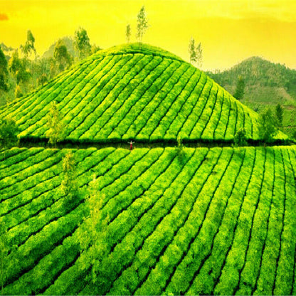 Health Care Chinese Black Tea Kim Chun Mei Black Tea Good Quality Jin Jun Mei