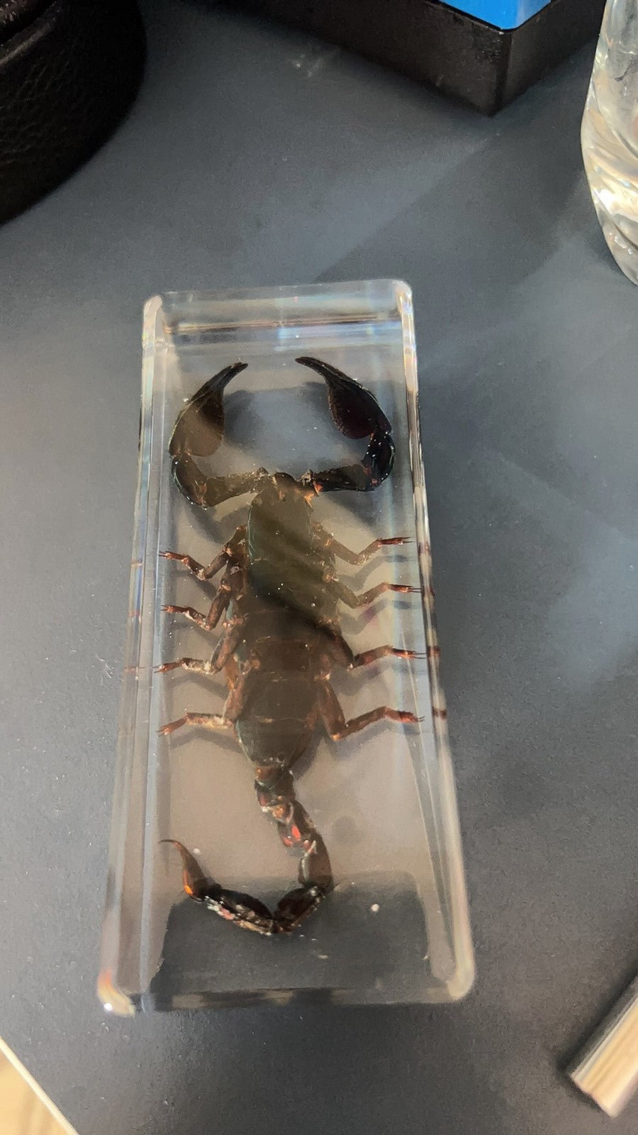 Real Rainforest Scorpion Resin Specimen 110x43mm Paperweight & Educational Decor