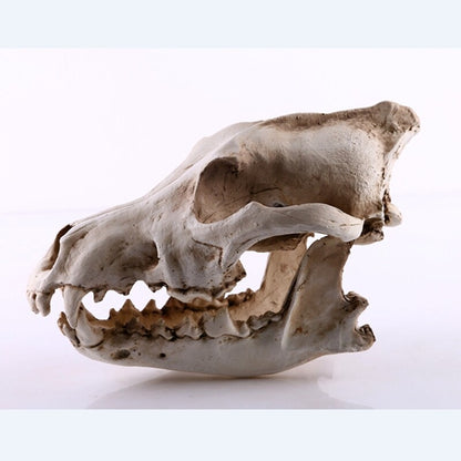 Realistic Wolf Skull Model Resin Skeleton Sculpture Halloween Decor Gift