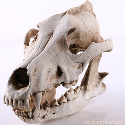 Realistic Wolf Skull Model Resin Skeleton Sculpture Halloween Decor Gift