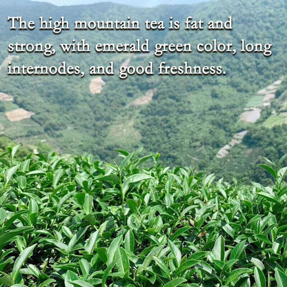 Taiwan jinxuan milky oolong tea green tea organic loose leaf tea healthy