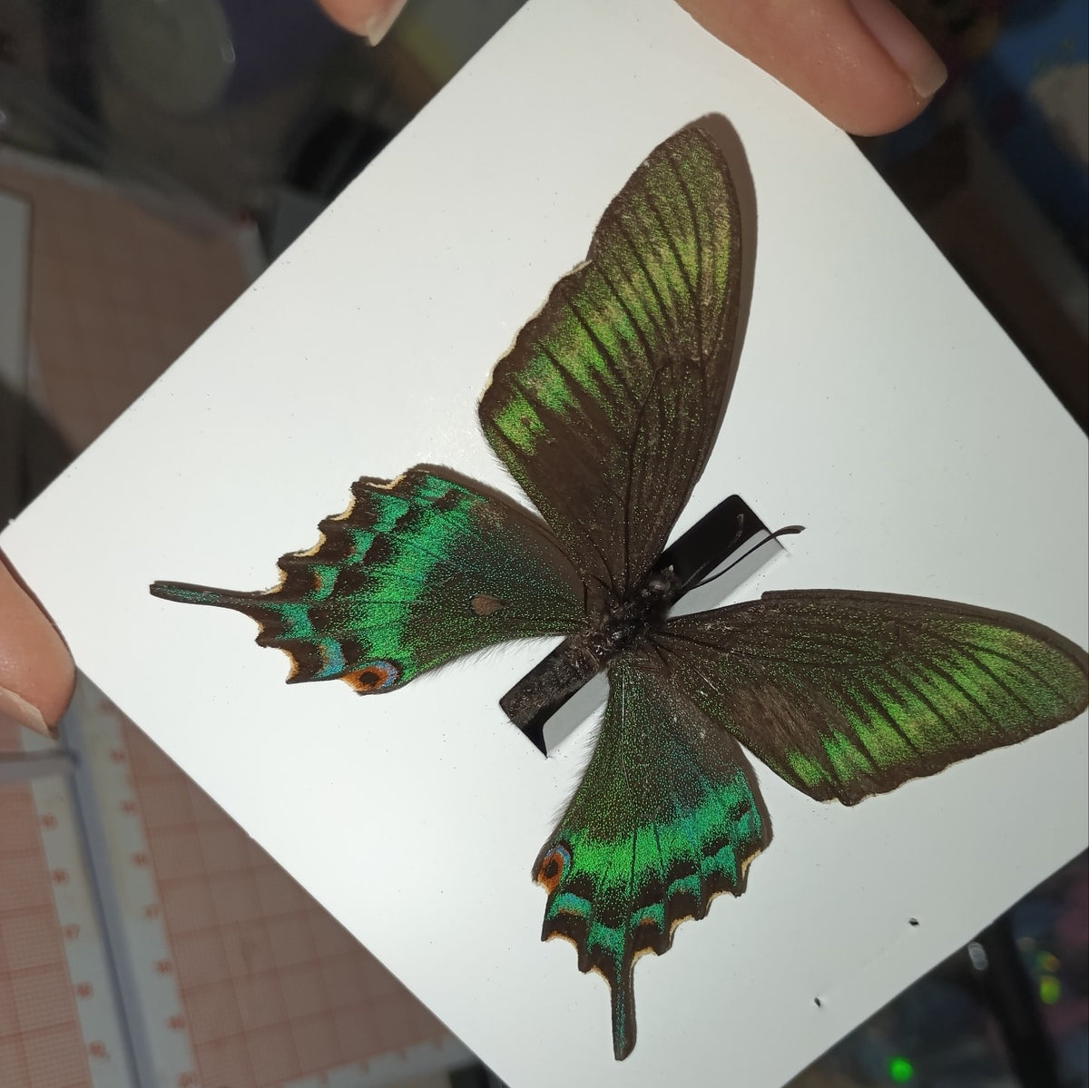 30 Real Alpine Black Swallowtail Butterfly Specimens 9-12cm Spread Wings