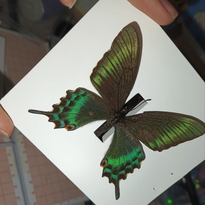 30 Real Alpine Black Swallowtail Butterfly Specimens 9-12cm Spread Wings