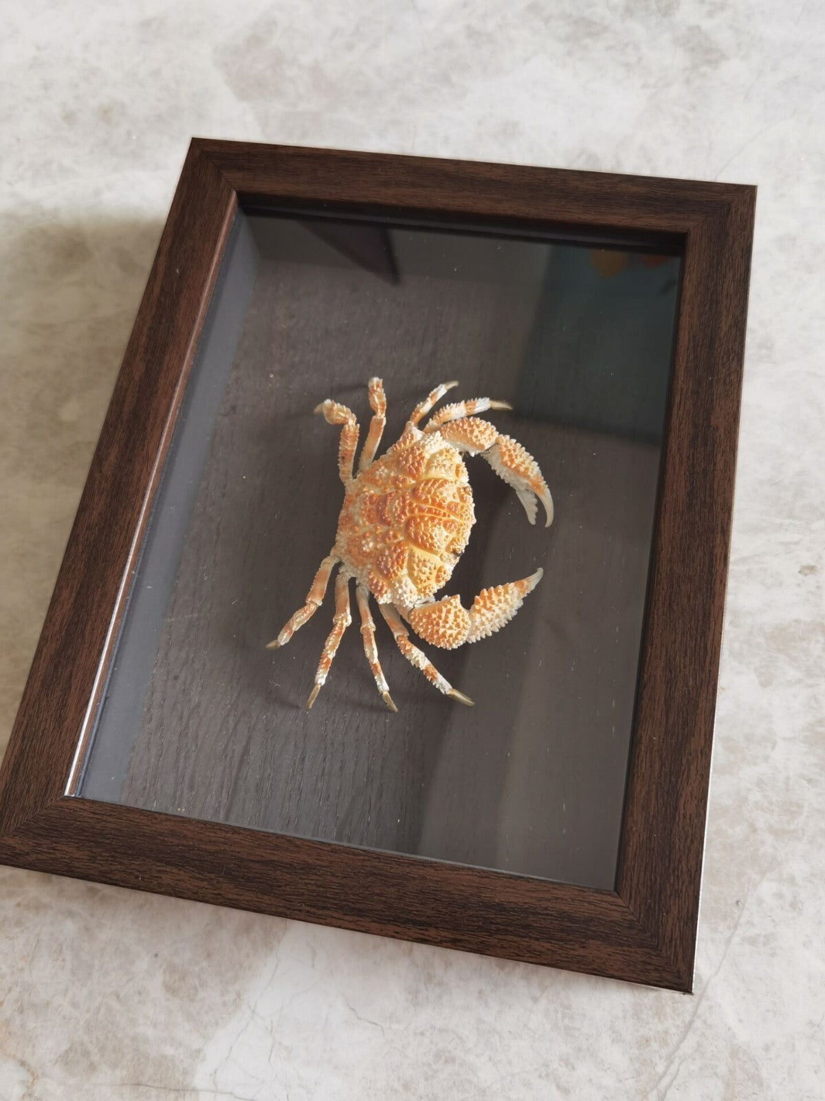 Collect Real Scaly Crab Statue Specimen Skeleton Animal Bone Decor