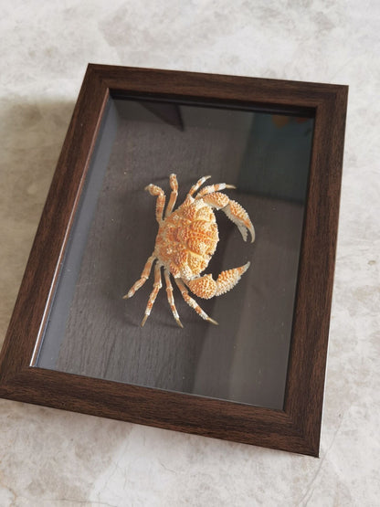 Collect Real Scaly Crab Statue Specimen Skeleton Animal Bone Decor
