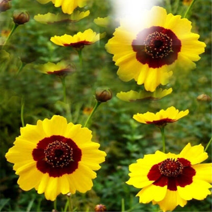 45g Mountain Snow Daisy Chrysanthemum Top Flower Tea Beauty Health Tea Healthy