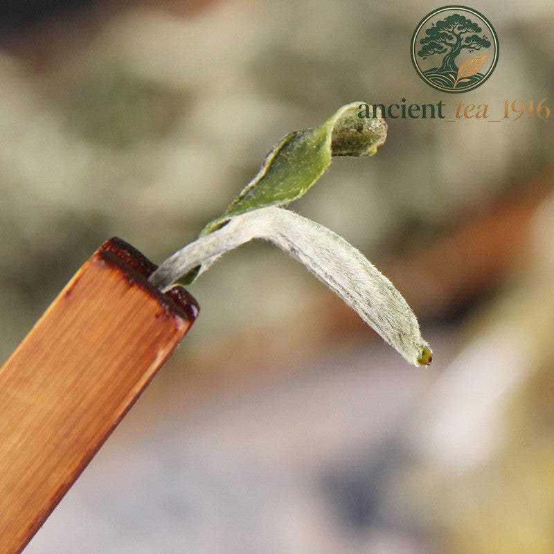 500g 2026 Spring Tea Yunnan Large Leaf Yunnan Green Tea Special Grade Green Tea