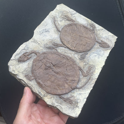 Collected Unique FindTurtle Fossil Rare Chinese Best Triassic Keichousaurus