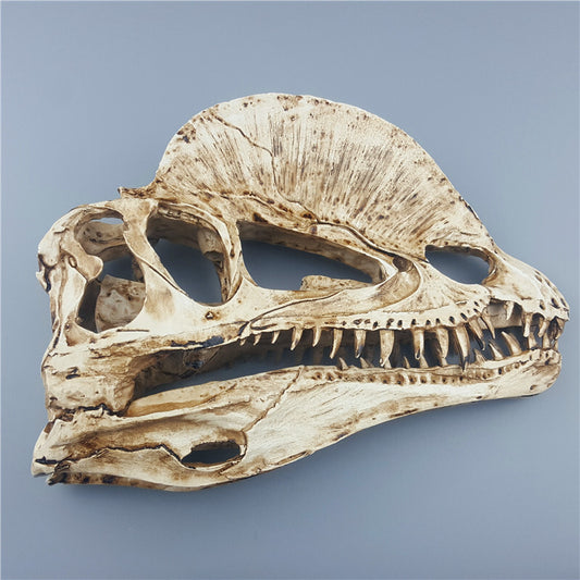 Resin Dinosaur Skeleton Model Double Crowned Dragon Skull Animal Teaching