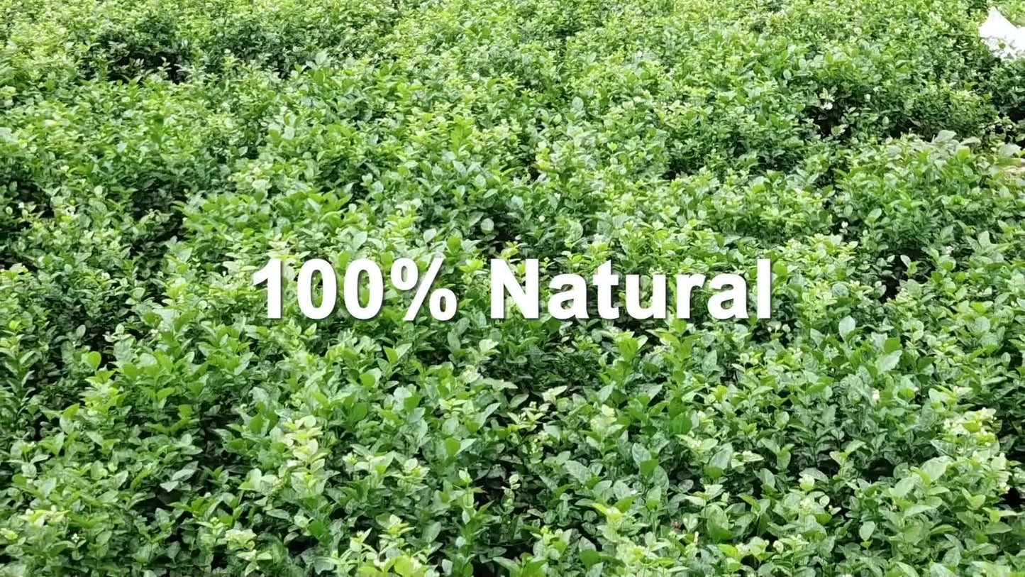 GOARTEA 30Pcs*8g Supreme Jasmine Tea Jasmine Dragon Pearl Tea Jasmine Green Tea-