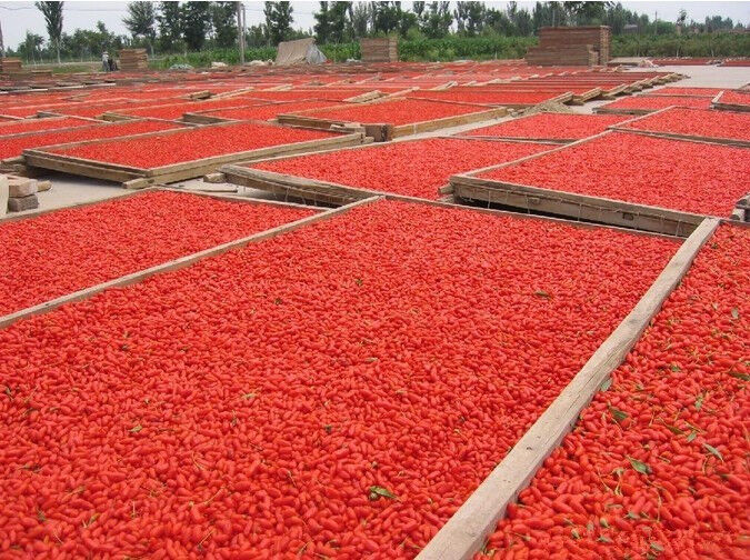 New Dried Goji Berries 250g Nespera Organic Wolfberry Chinese Gouqi Herbal Tea