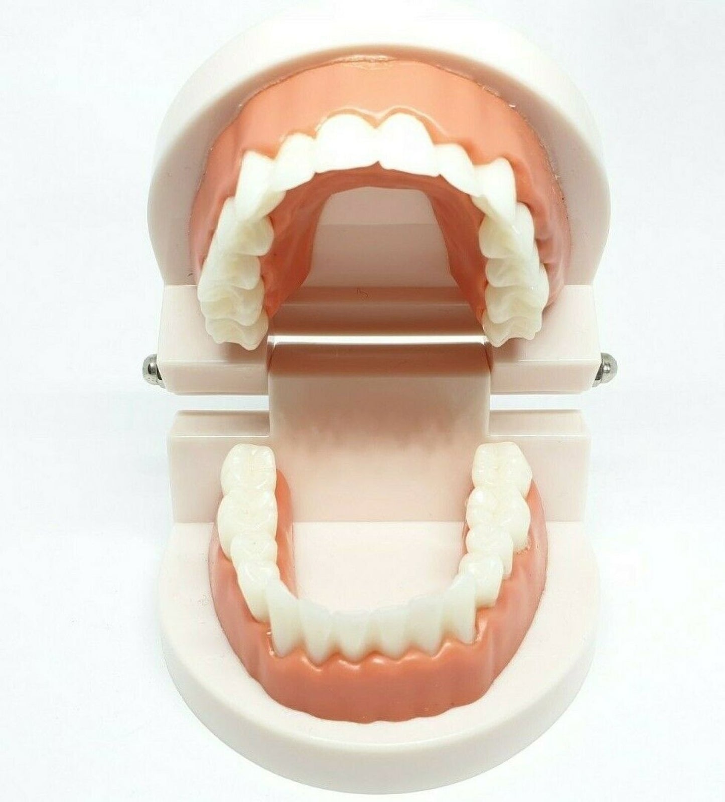 Adult Dental Standard Educational Supplies Typodont Demonstration Teeth Model