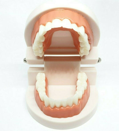 Adult Dental Standard Educational Supplies Typodont Demonstration Teeth Model