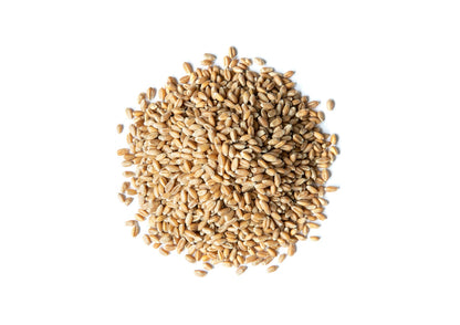 Organic Wheat Berries - （ Non-GMO, Sproutable,Kosher, Raw - by HELLOYOUNG）