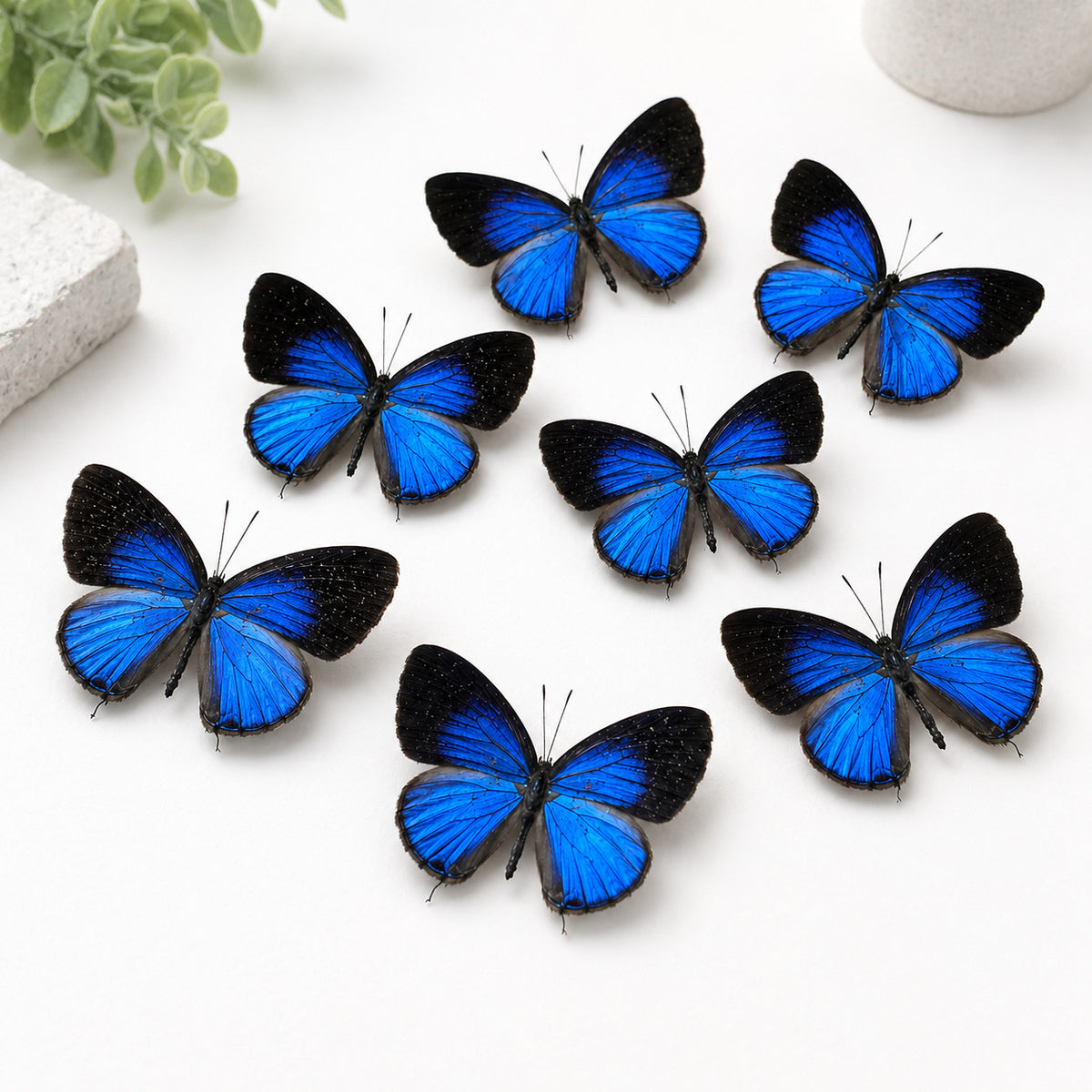10 Real Dark Caerulean Butterfly Specimens Jamides Bochus Spread A1-A- DIY