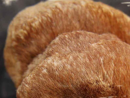 Recommend Dried Lion's Mane Mushroom Premium Hericium Erinaceus Very Delicious