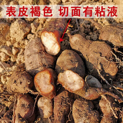 100g Fresh Guang Xi Radix Tetrastigme, Tetrastigma Hemsleyanum, San Ye Qing