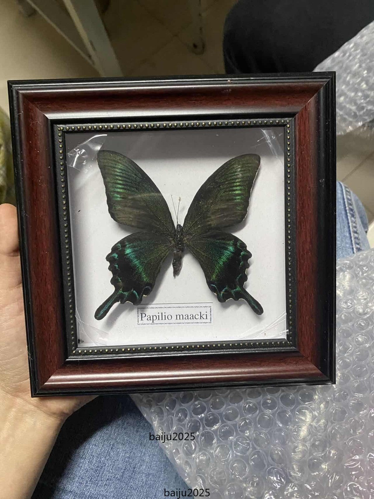 Beautiful Framed Butterfly desktop Decor Collectables Entomology Specimen