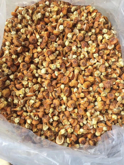 JiSongRong Top Grade Brazil Mushroom for Cooking Soup Chinese Dried Goods 100g