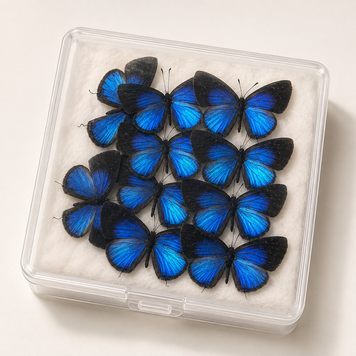10 Real Dark Caerulean Butterfly Specimens Jamides Bochus Spread A1-A- DIY