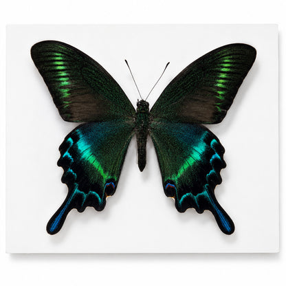 10 Real Papilio Maackii Butterfly Specimens 9cm Spread Wings DIY