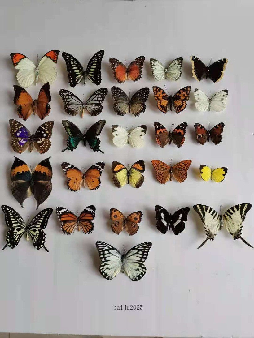 20pcs（Butterfly species with no duplicates）natural Real Butterflies Specimen