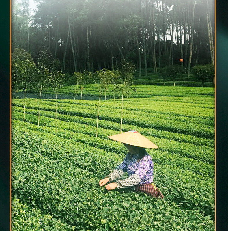 BLACK TEA NO.1 * 2020/2021 CHINA TEA Yunnan Dianhong Black Tea 300g COFCO