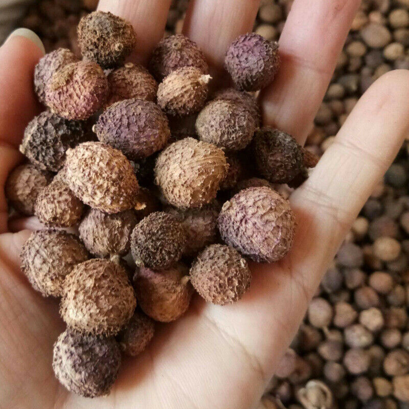 Chun Sha Ren High Quality 100g Healthy Herbal Tea 春砂仁 干果 广东煲汤 泡茶 泡酒养胃养生茶 调理肠胃