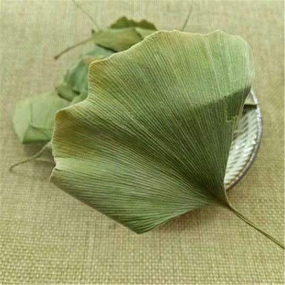 Ginkgo Biloba Leaves Chinese Wild Ginkgo Tea Medicinal Tea Herbal Tea