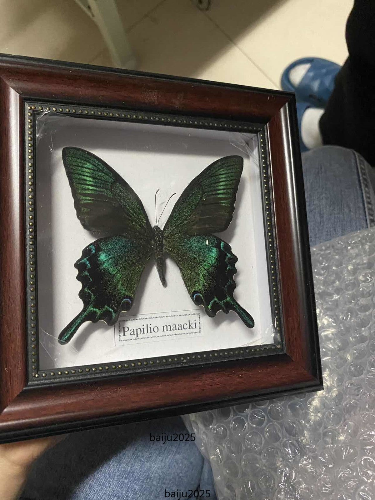 Beautiful Framed Butterfly desktop Decor Collectables Entomology Specimen