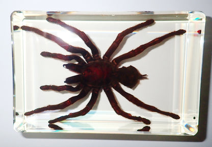 4.3" Giant Golden Earth Tiger Tarantula Spider Specimen Amber Clear Lucite Block