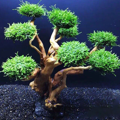 Aquarium Decoration Driftwood Tree Fish Tank Landscaping Wood Plant Root 21-25cm