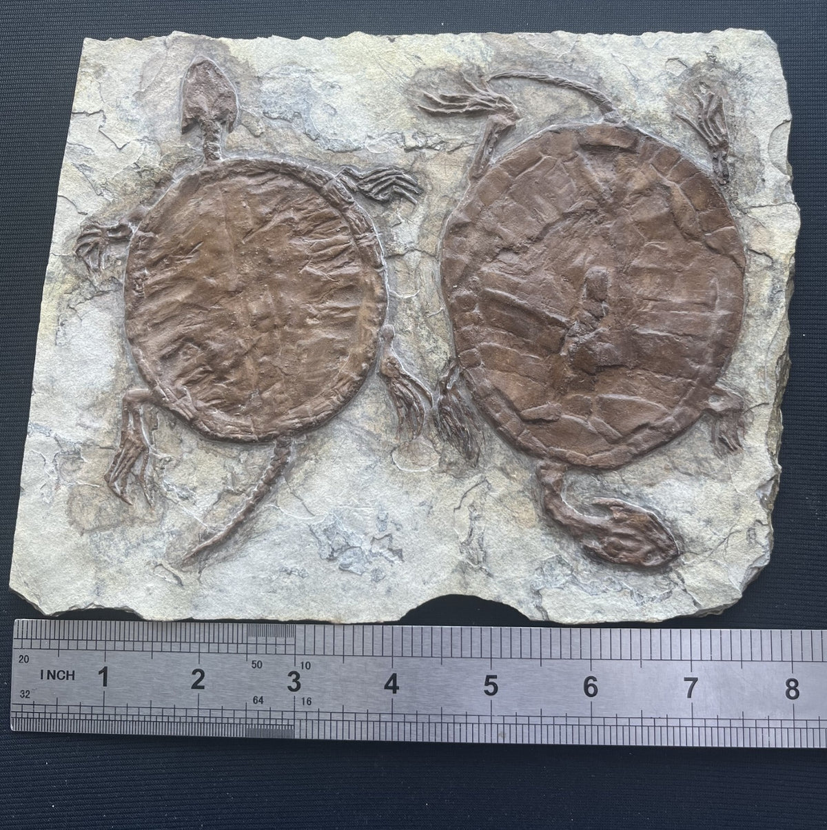Collected Unique FindTurtle Fossil Rare Chinese Best Triassic Keichousaurus