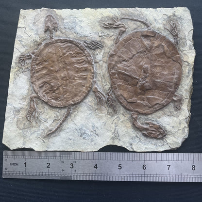 Collected Unique FindTurtle Fossil Rare Chinese Best Triassic Keichousaurus