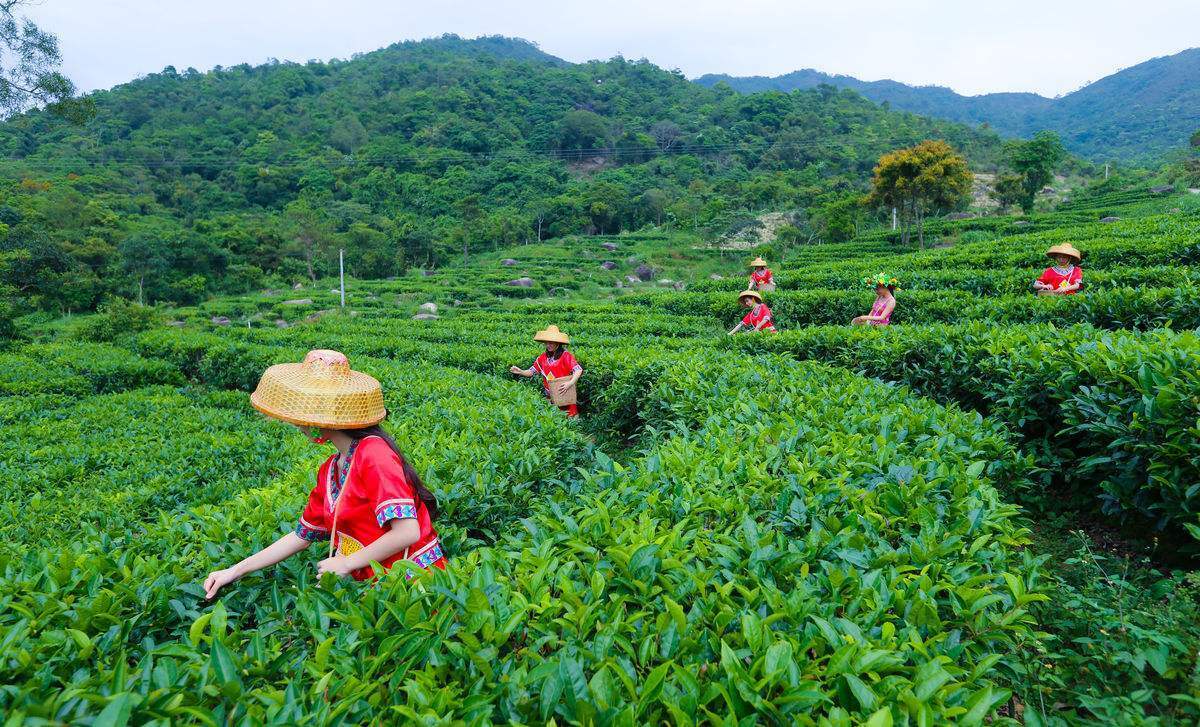 12 Bags 3Kinds of Flavors Tea Jinjunmei Lapsang Souchong Dahongpao Tea Black Tea