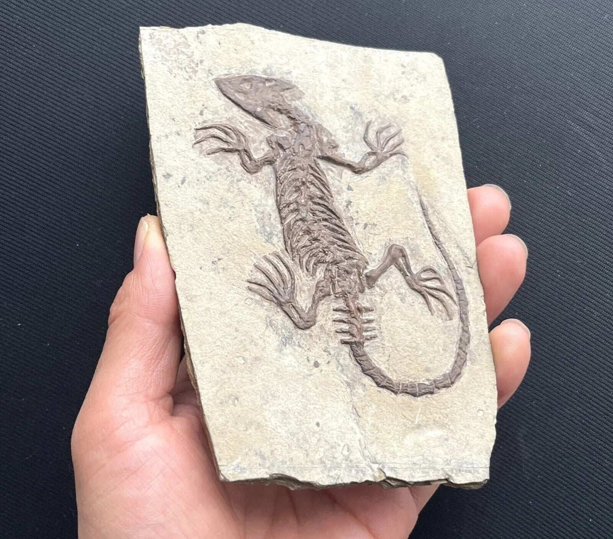 Chinese Monjurosuchus Choristodera Fossil Rare Collected