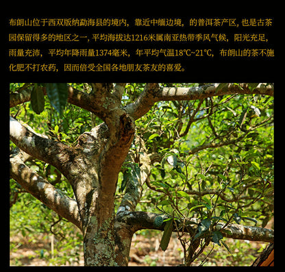 Xin Yi Hao Bulang Mountain Old Tree Tuo Cha Pu-erh Tea 500g Ripe
