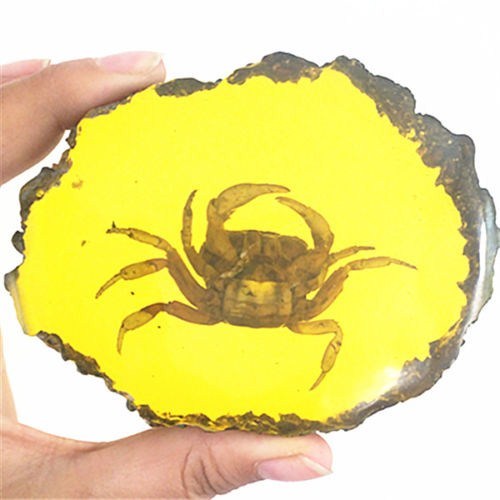 Beautiful Amber Crab Fossil Insects Manual Polishing