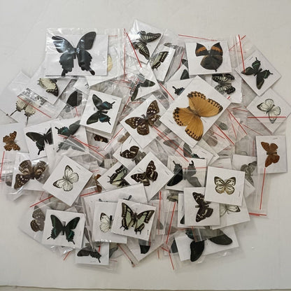 20 Pcs Butterfly Specimens Random Mix Pack Spread Wings Insect Collection