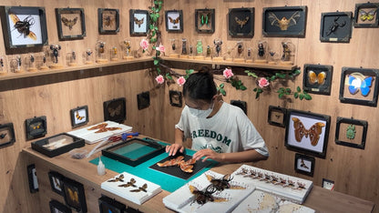 Real Butterfly Mounted Box Framed Insect Taxidermy Entomology Collection