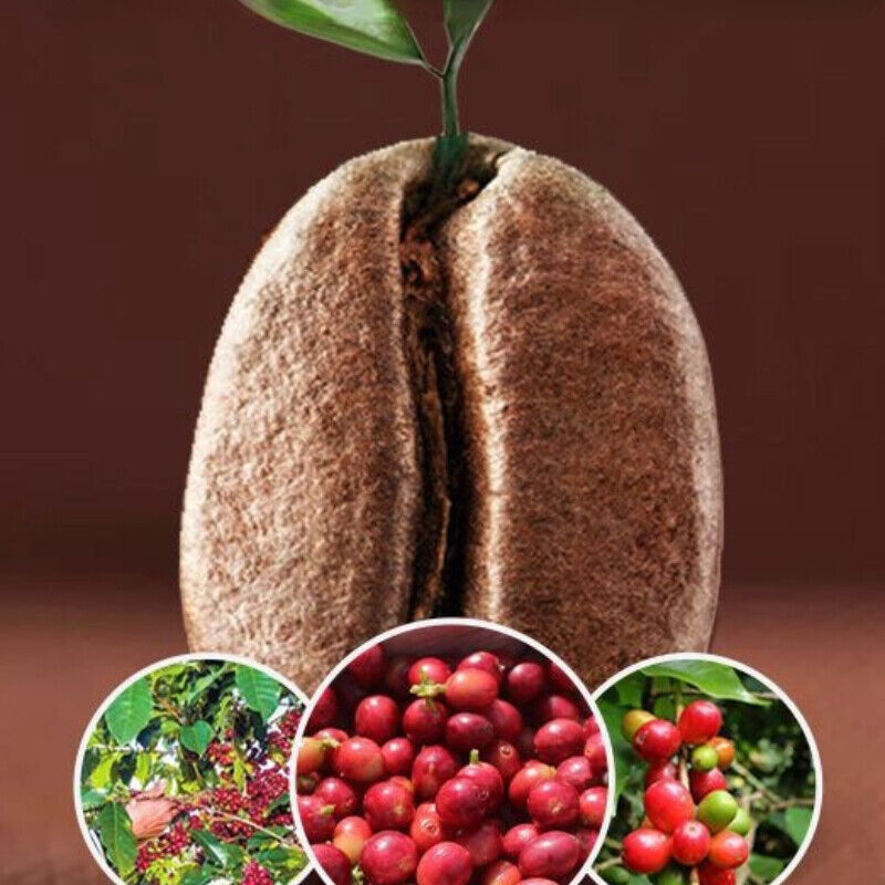 500g Roasted Arabica Coffee Beans Baking Charcoal Medium Deep Roast Coffee Beans