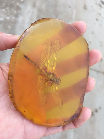 Natural Insect Specimen Dragonfly Insect Amber Resin Amber Raw Slice Pendant
