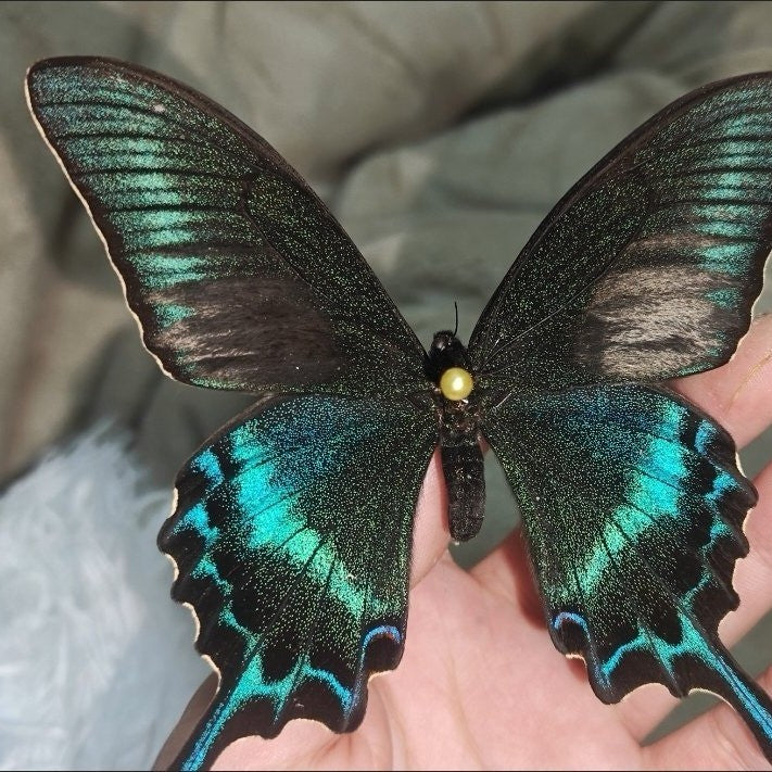 30 Real Alpine Black Swallowtail Butterfly Specimens 9-12cm Spread Wings