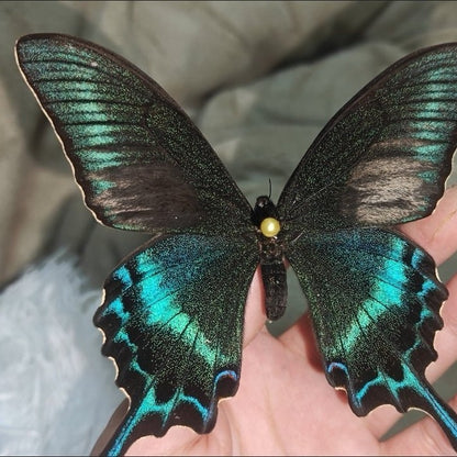 30 Real Alpine Black Swallowtail Butterfly Specimens 9-12cm Spread Wings