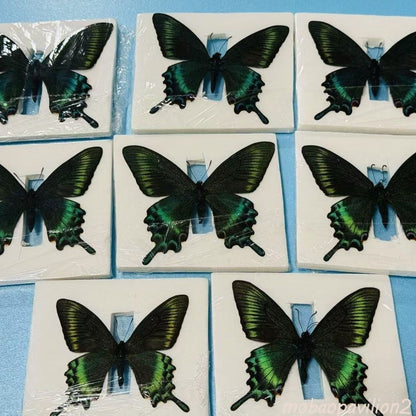 20PCS New Real Green Banded Swallowtail Butterfly Specimen Spring Form A1/A 6cm